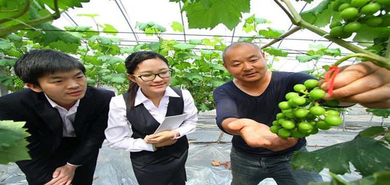 中国邮储银行 小葡萄成就甜蜜大事业