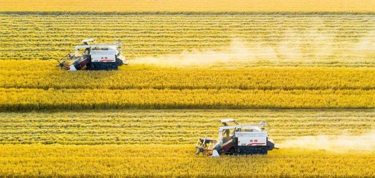 2023年全国粮食生产再获丰收 总产量达13908.2亿斤